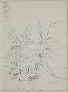 Studio della natura da John Wilson Carmichael